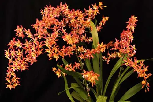 Wilsonara Pacific Panache 'Kenny Boy'