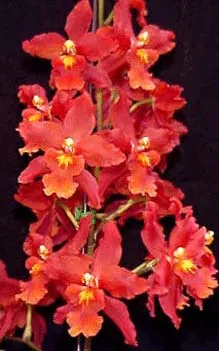 Wilsonara Space Mine 'Red Rendezvous'