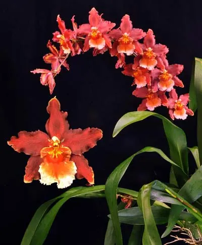 Wilsonara Tan Treasures 'Autumn Nights'