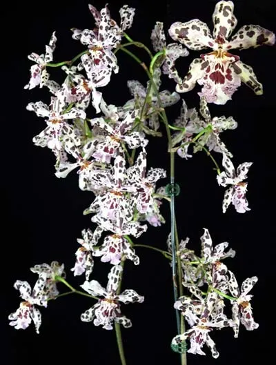 Wilsonara Vernal Aura 'Black Perfume'