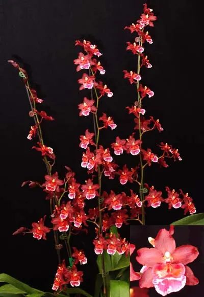 Wilsonara Wicked 'Red Head'