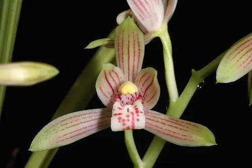 Cymbidium ensifolium