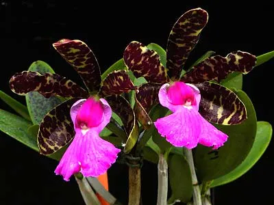 Cattleya aclandiae 'Itaparica' x Cattleya aclandiae 'Mulatinha'