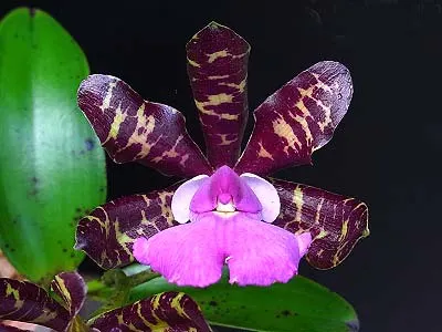 Cattleya aclandiae 'Nigrella' x Cattleya aclandiae 'AM'