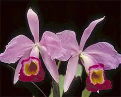 Cattleya eldorado integra-orlata 'Anavilhanas' x SELF