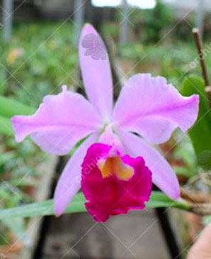 Cattleya eldorado magenta orlata pincelada 'Tapajo' x SELF