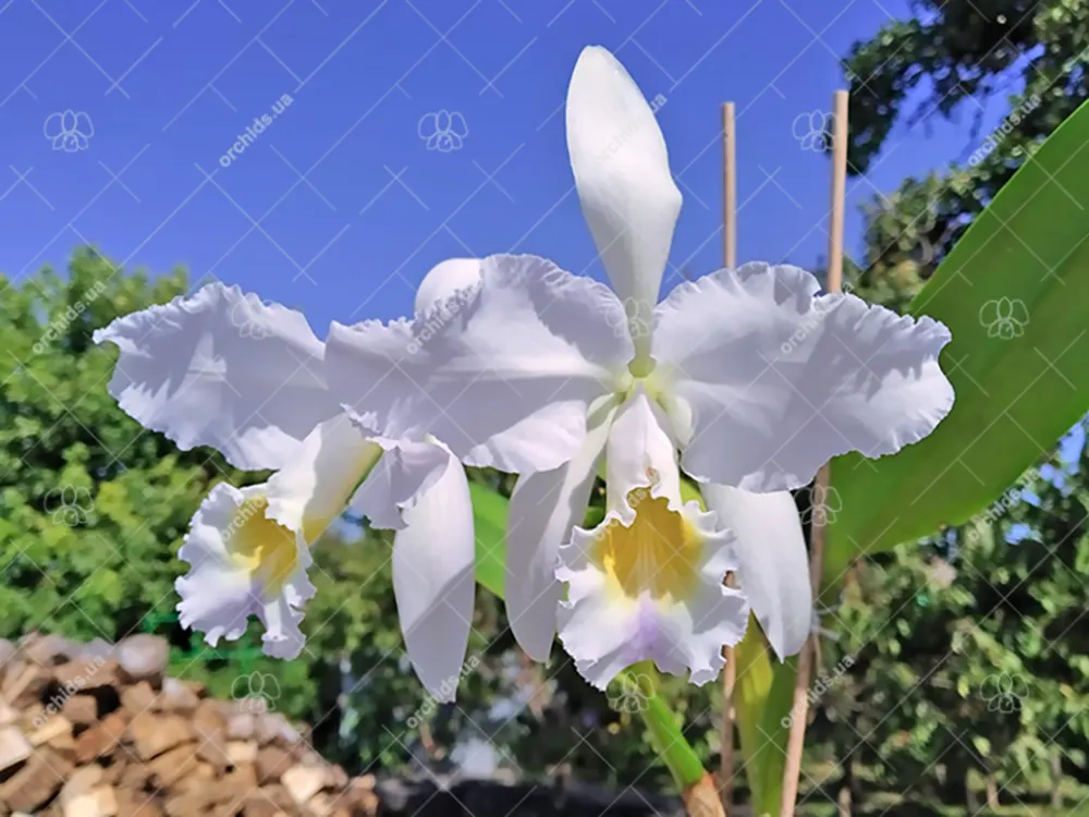 Cattleya gaskelliana coerulea 'Vista Linda' (Z-360) x Cattleya gaskelliana coerulea 'Boas Vista' (Z-360)