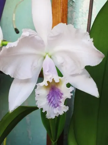 Cattleya gaskelliana coerulea (12-1) x coerulea (11-1)