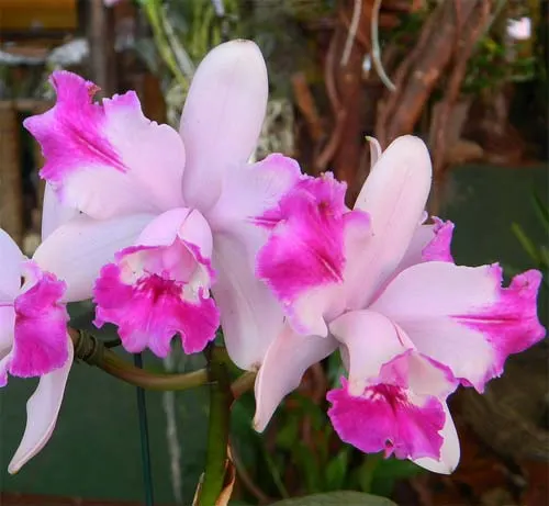 Cattleya intermedia aquini vinicolor 'Formosa' x intermedia aquini vinicolor 'Condor'
