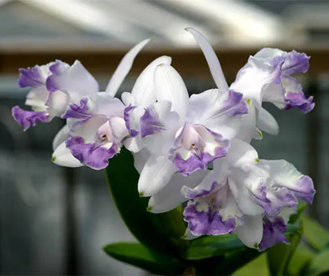 Cattleya intermedia coerulea aquini flamea 'AWZ' x Cattleya intermedia aquinii coerulea 'AP'