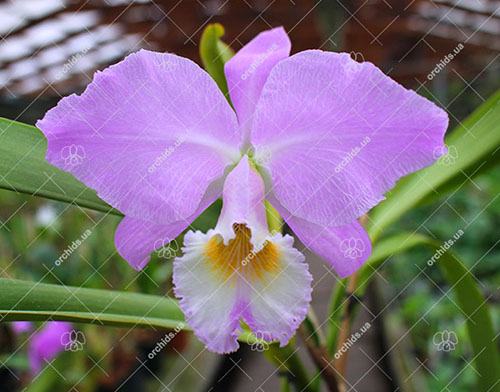 Cattleya labiata punctata x Cattleya labiata punctata (quase concolor) 'AWZ'