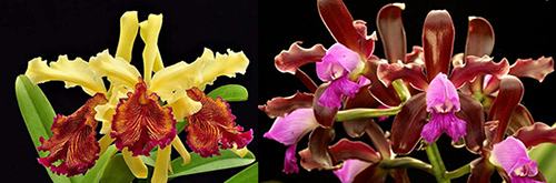 Cattleya leopoldii 'Dark Show' x Cattleya dowiana aurea 'Uraba-A'