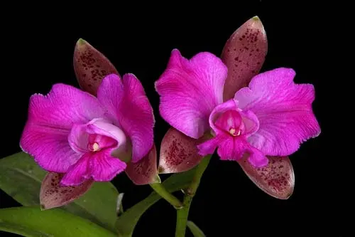 Cattleya leopoldii trilabelo 'Monte Verde' x SELF