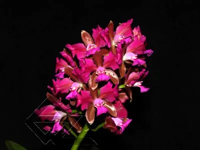 Cattleya leopoldii trilabelo 'Monte Verde' x SELF