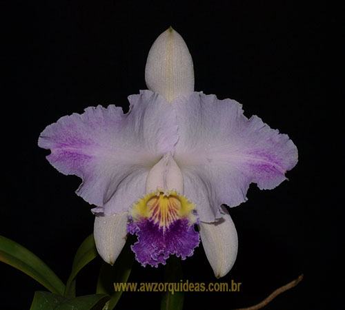 Cattleya lueddemanniana coerulea splash 'Bela' x SELF