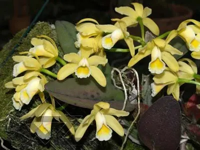 Cattleya luteola 'Eldorado' x SELF