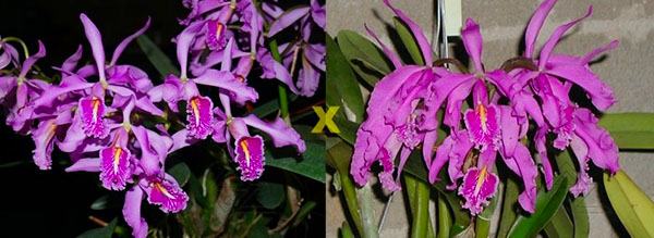 Cattleya maxima (Z-521) x Cattleya maxima rubra (Z-456)