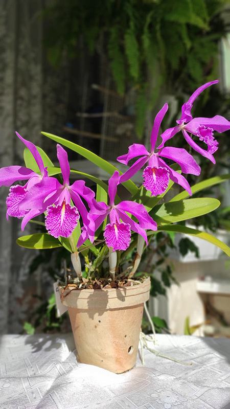 Cattleya maxima (Z-521) x Cattleya maxima rubra (Z-456)