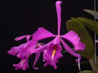 Cattleya maxima rubra 'Lojana' x SELF