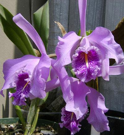 Cattleya maxima 'Peruana' x SELF