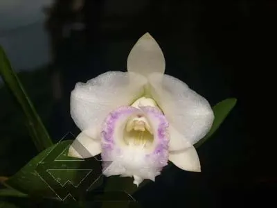 Laelia alaori oculata
