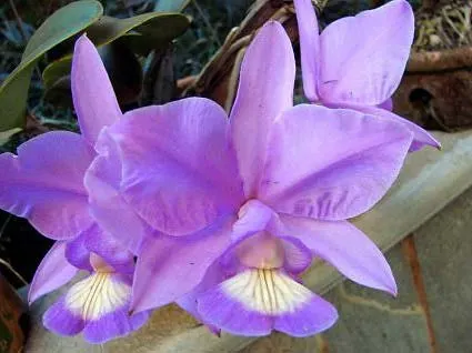 Cattleya nobilior tipo 'Suzuki' x SELF