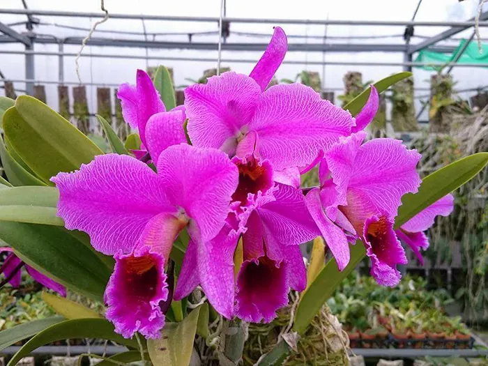 Cattleya percivaliana tipo 'Remolacha'