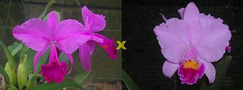Cattleya trianae 'Sangre de Toro II' (25-8) x Cattleya trianae tipo 'Martinelli' (78-8)