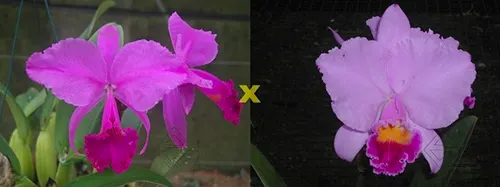Cattleya trianae 'Sangre de Toro II' (25-8) x Cattleya trianae tipo 'Martinelli' (78-8)