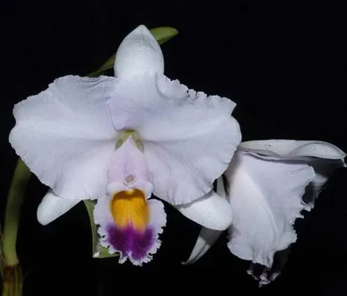 Cattleya trianae coerulea x SELF