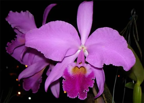 Cattleya warneri atropurpurea 'AWZ x Cattleya warneri escura 'XII Expo Vitoria'
