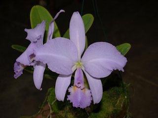 Cattleya warneri coerulescens 'J. Dias de Castro' x SELF