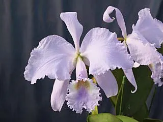 Cattleya warneri coerulescens 'RK' XXX x SELF
