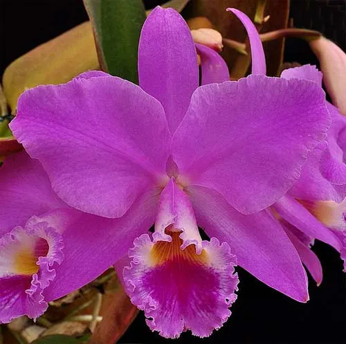 Cattleya warneri escura 'Erico' XXX x Cattleya warneri rosea 'Erico'