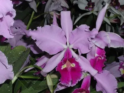 Cattleya warscewiczii tipo 'Hector' x SELF