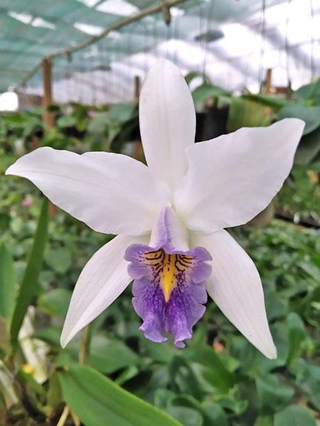 Laelia anceps var veitchiana