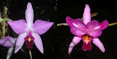 Laelia anceps lineatha x Laelia anceps pelorica 'Roeblingiana'