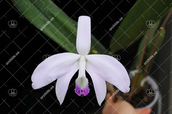 Laelia perrini semi alba 'W.F.' x alba 'R.A.'