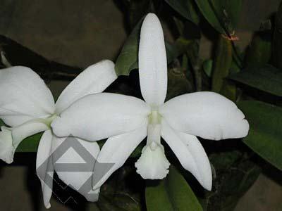 Laelia perrinii alba 'AM' x Laelia perrinii alba 'RK'