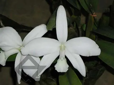 Laelia perrinii alba 'AM' x Laelia perrinii alba 'RK'