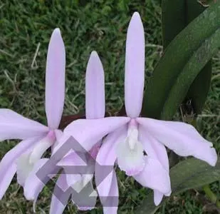 Laelia perrinii concolor 'HG' x SELF