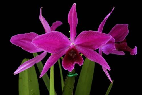 Laelia purpurata atropurpurea 'Black' x Laelia purpurata atro-rubra