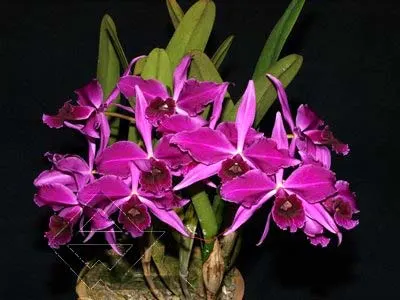Laelia purpurata atropurpurea (rubra) 'Black' x SELF