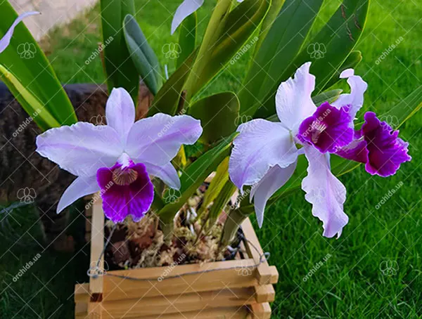 Laelia purpurata suave 'Sissi' x  Laelia purpurata russeliana 'Maria Cristina'