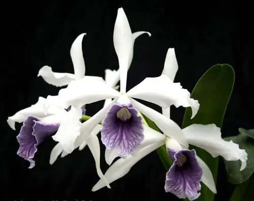 Laelia purpurata werkhauseri x Laelia purpurata werkhauseri