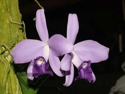 Laelia sincorana coerulea (сlara) x Laelia sincorana coerulea escura 'AWZ'