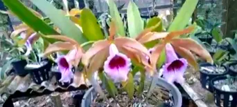 Laelia tenebrosa 'Aline' x Laelia tenebrosa 'Gloriosa'