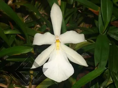 Miltonia spectabilis alba 'Biriricas' x SELF