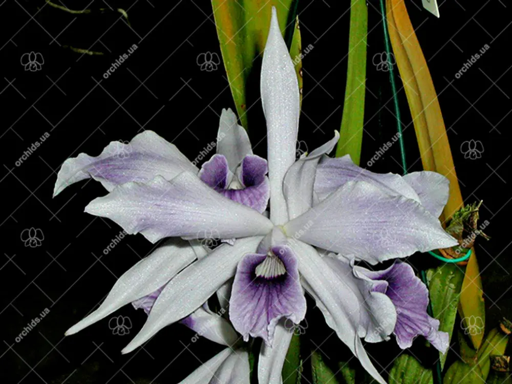 Laelia purpurata werkhauseri x Laelia purpurata werkhauseri striata