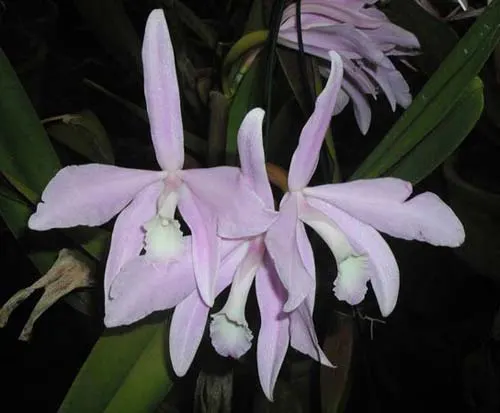 Laelia perrinii concolor 'AWZ' x Laelia perrinii concolor 'HG'